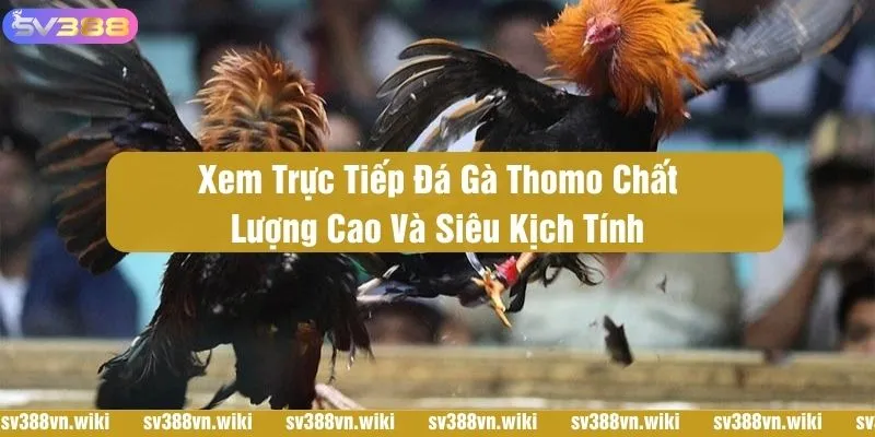Trực tiếp đá gà Thomo