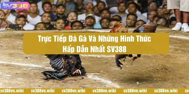 Trực tiếp đá gà