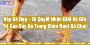 vảy gà đẹp
