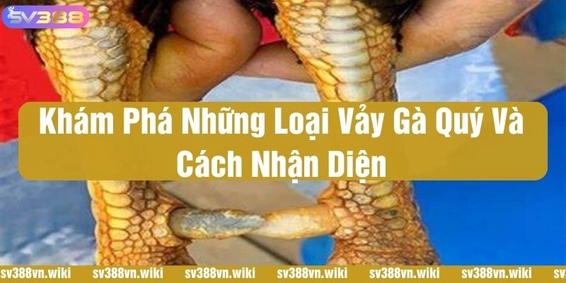 vảy gà quý