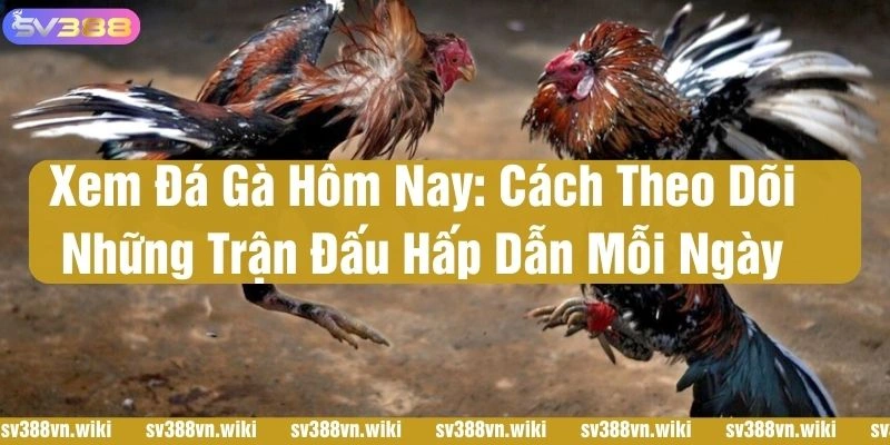 xem đá gà hôm nay